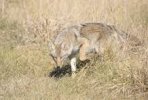 sneaky coyote.jpg
