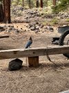 IMG_2764.jpeg