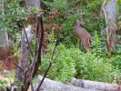 2025-08-31 Neighborhood 8 Point Buck (2).JPG