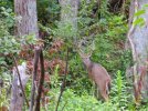 2025-08-31 Neighborhood 8 Point Buck (1).JPG