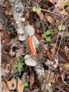 IMG_0017.jpeg