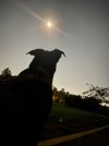 IMG_9272.jpeg