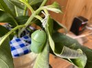 IMG_0925.jpeg