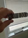 Steinhart bracelet stretch.jpg Steinhart bracelet stretch.jpg