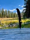 IMG_3445.jpeg