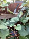IMG_1446.jpeg