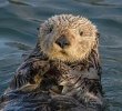 Sea_Otter.jpg