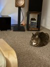 IMG_2234.jpeg