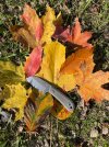 IMG_8448.jpeg