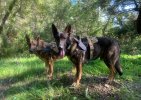 IMG_9500.jpeg