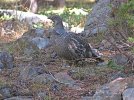 Dusky Grouse 09-26-2014 (1).jpeg