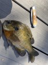 IMG_0690.jpeg