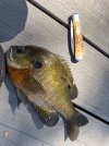 IMG_0690.jpeg