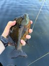 IMG_0701.jpeg