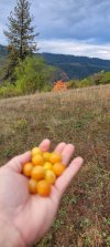 Idaho yellow plums small.jpg