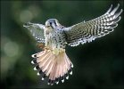 _44101894_kestral416.jpg