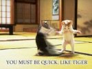 martial arts cats2.jpg