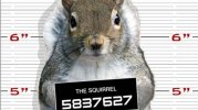 squirrel mugshota.jpg