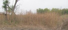 5702 Giant Ragweed.jpg