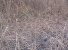 5702 Giant Ragweed cut.jpg