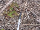 5702 1 inch Giant Ragweed.jpg