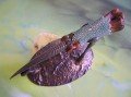 dragon_claw_d_nahled.jpg
