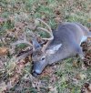 Kevins deer.JPG