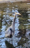 Heron2.jpg