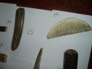 ivory 004.jpg