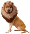 animal-planet-lion-dog-costume-x-small-53.jpg