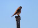 2026-02-06 American Kestrel.JPG