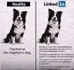 linked in dog.jpg