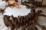 rats on pig copy.jpg