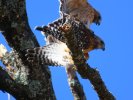 2026-02-15 Mating Hawks 2.JPG