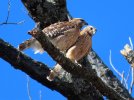 2026-02-15 Mating Hawks.JPG