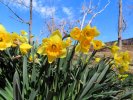 2026-02-20 Daffodils.JPG