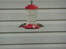 Albino Hummingbird 007.JPG