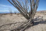 6a9ec04c-13fa-488c-b616-fc95b5129e45-ocotillo_study_sight_jtnp_4.jpg