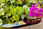 IMG_7296.jpeg