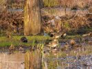 2026-03-13 Osage Park Ducks.JPG