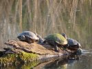 2026-03-13 Osage Park Turtles.JPG
