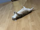IMG_7677.jpeg