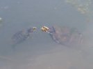 2026-03-20 Osage Park Turtles Mating (2).JPG