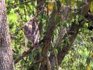 2026-03-20 Neighborhood Red Shouldered Hawk.JPG