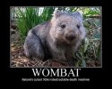 Wombat-2.jpg
