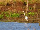 2026-04-02 Osage Park Great Egret.JPG