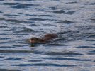 2026-04-02 Osage Park Muskrat.JPG