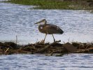 2026-04-02 Osage Park Great Blue Heron.JPG