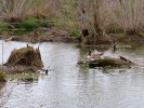 2026-03-31 Osage Park Geese.JPG