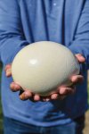 Shell-Shock-Ostrich-Egg-2-768x1152.jpg
